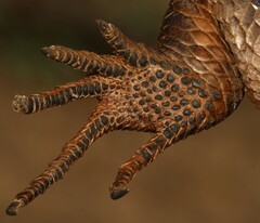 Matobosaurus validus
