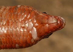 Matobosaurus validus