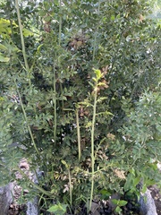Ruscus