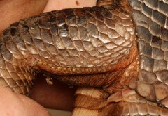 Matobosaurus validus