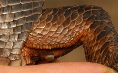 Matobosaurus validus