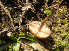 Lyophyllum anthracophilum