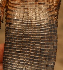 Matobosaurus validus