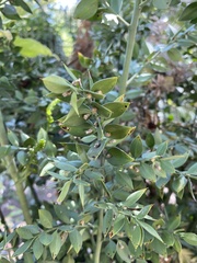 Ruscus