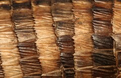 Matobosaurus validus