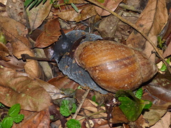 Megalobulimus