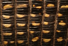 Matobosaurus validus
