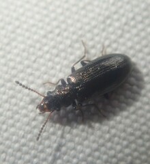 Rabocerus gabrieli