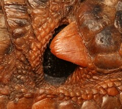 Matobosaurus validus
