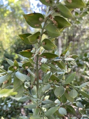 Ruscus