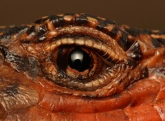 Matobosaurus validus