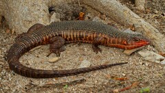 Matobosaurus validus