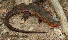 Matobosaurus validus