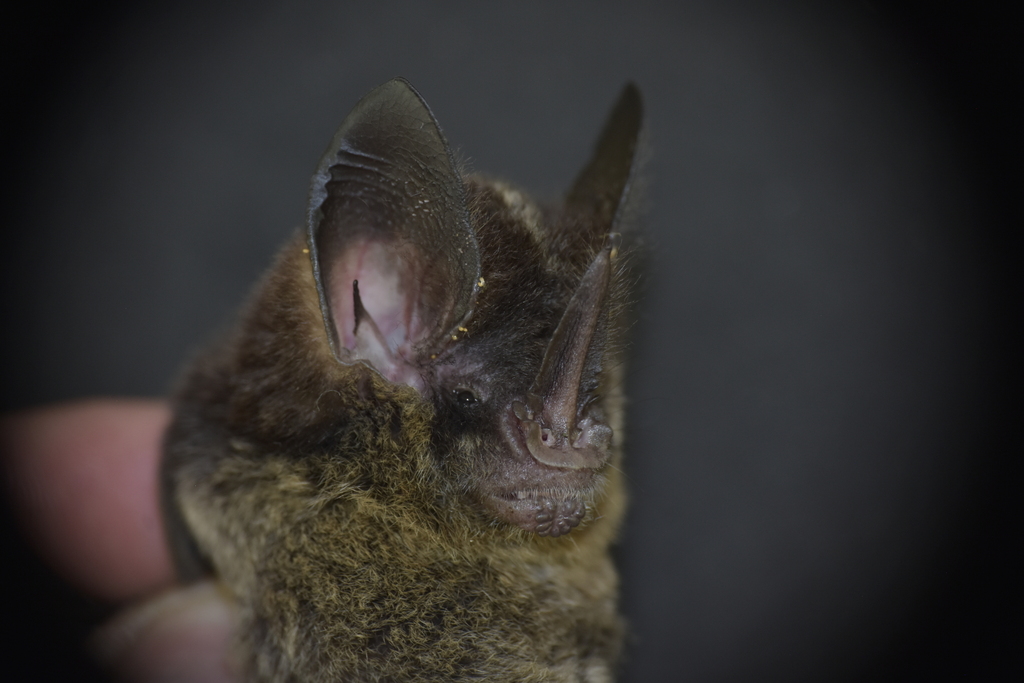 Keenan's Hairy-Nosed Bat