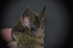 Gardnerycteris keenani