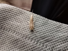 Ctenolepisma longicaudatum