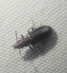 Rabocerus gabrieli