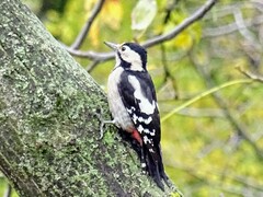 Dendrocopos syriacus