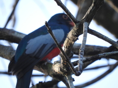 Trogon massena