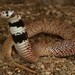 盾鼻蛇 - Photo 由 Alex Rebelo 所上傳的 (c) Alex Rebelo，保留部份權利CC BY-NC
