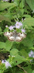 Chiomara georgina