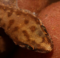 Pachydactylus punctatus