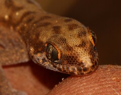 Pachydactylus punctatus