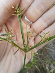 Cyperus haspan
