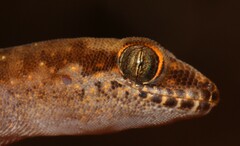 Pachydactylus punctatus