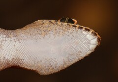 Pachydactylus punctatus