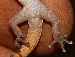 Pachydactylus punctatus