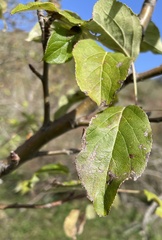 Rosaceae