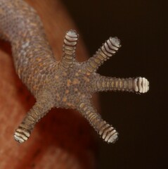 Pachydactylus punctatus