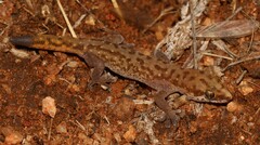 Pachydactylus punctatus