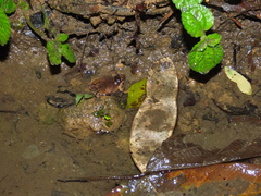 Physalaemus signifer