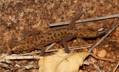Pachydactylus punctatus