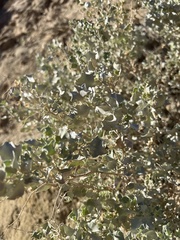 Atriplex hymenelytra