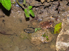 Physalaemus signifer