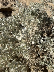 Atriplex hymenelytra