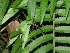 Ceroys perfoliatus