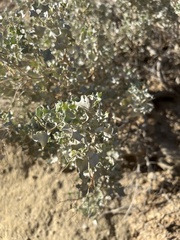 Atriplex hymenelytra