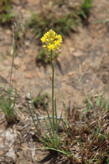 Bulbine abyssinica