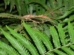 Ceroys perfoliatus