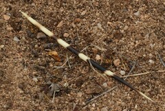 Hystrix africaeaustralis