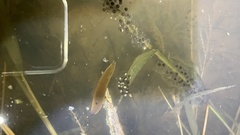 Ambystoma annulatum