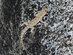 Mediodactylus kotschyi