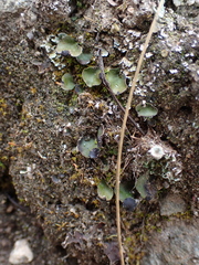 Peltigera venosa