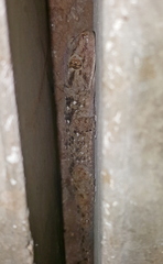 Chondrodactylus turneri