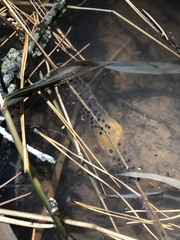 Ambystoma annulatum