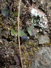 Peltigera venosa
